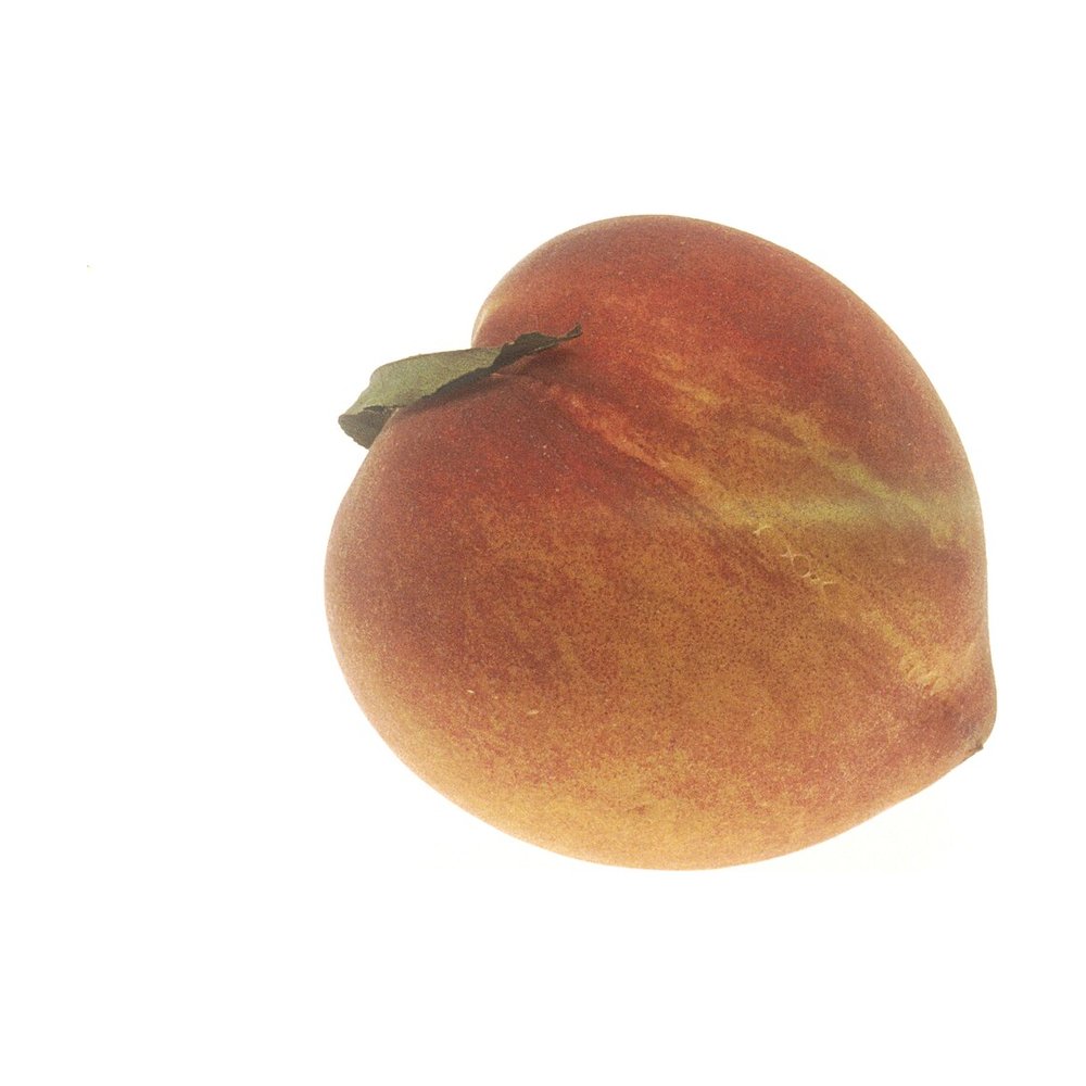 Pêche
