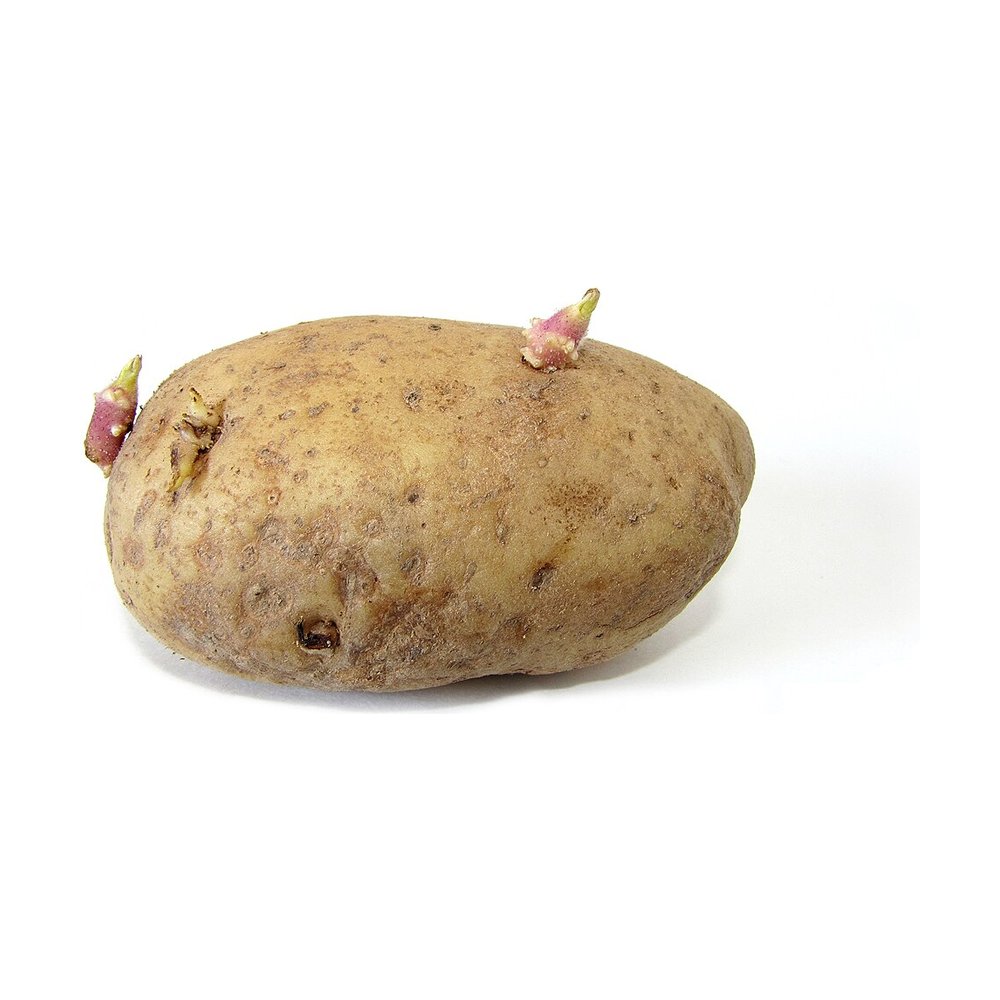 Pomme de terre