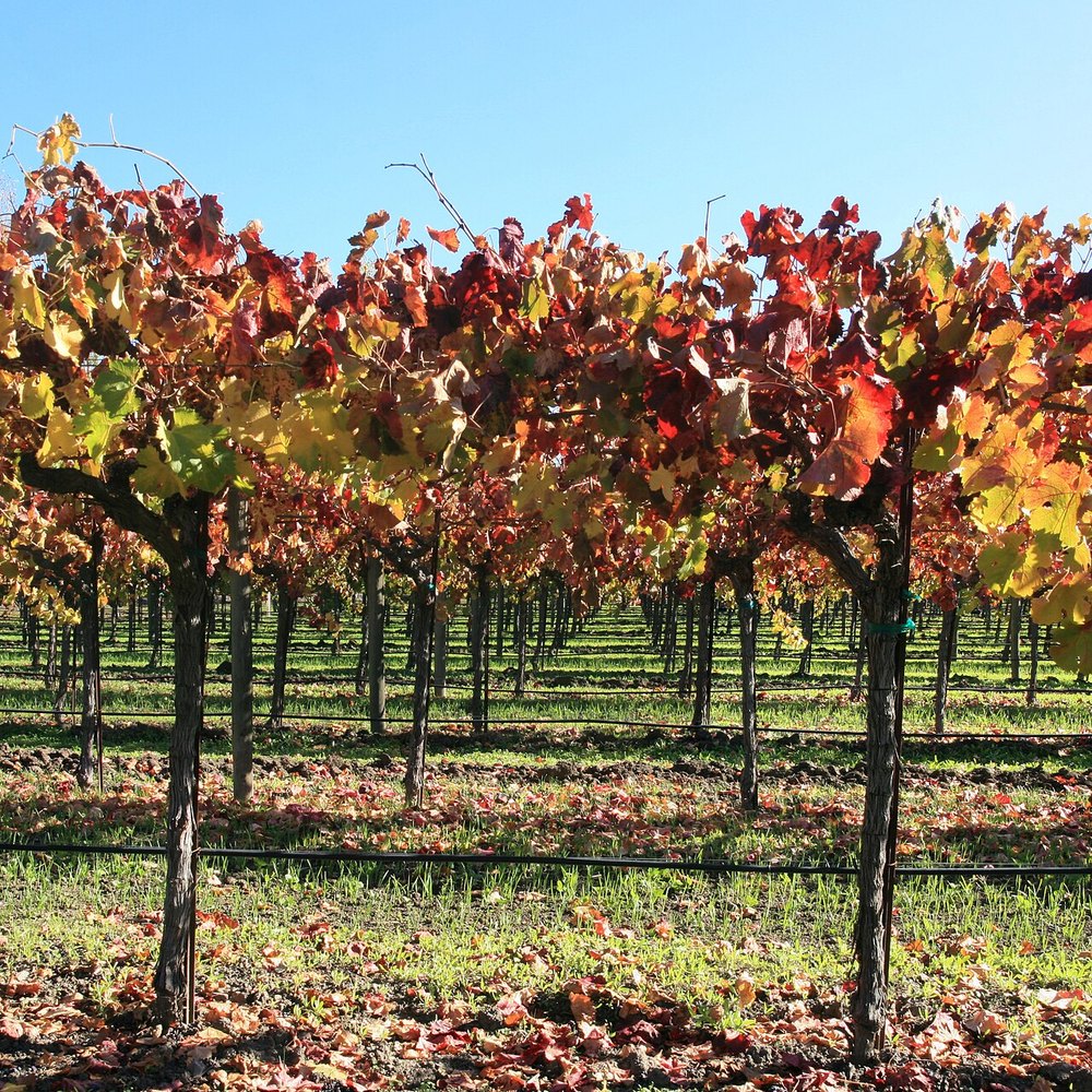 Harlan Estate 2013